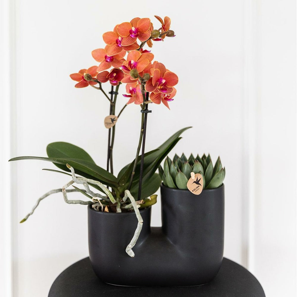  Orchidée Et Succulent En Pot Noir Design
