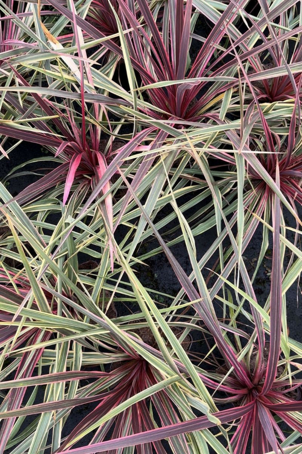 Cordyline 'can Can' - En Pot De 3 Litres