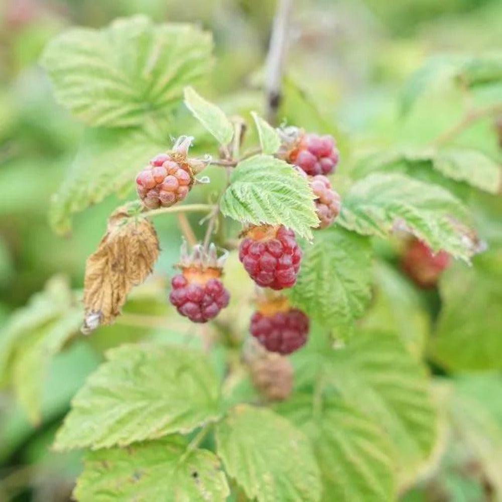  Framboisier Non Remontant 'malling Promise' - Rubus Idaeus 3l - 60/90cm