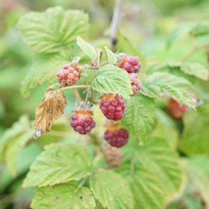  Framboisier Non Remontant 'malling Promise' - Rubus Idaeus 3l - 60/90cm