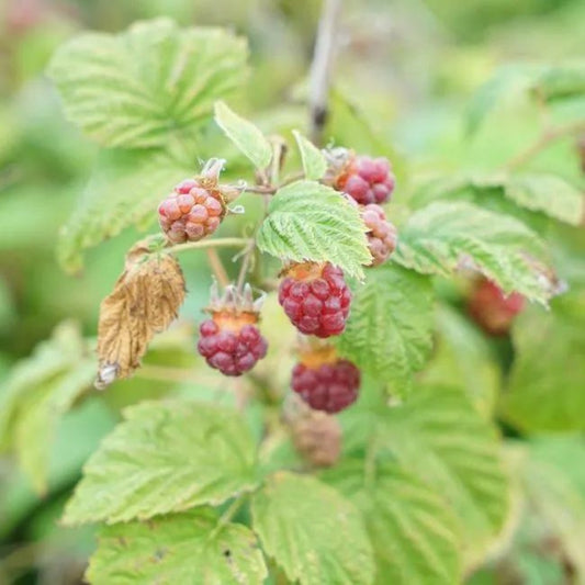  Framboisier Non Remontant 'malling Promise' - Rubus Idaeus 3l - 60/90cm