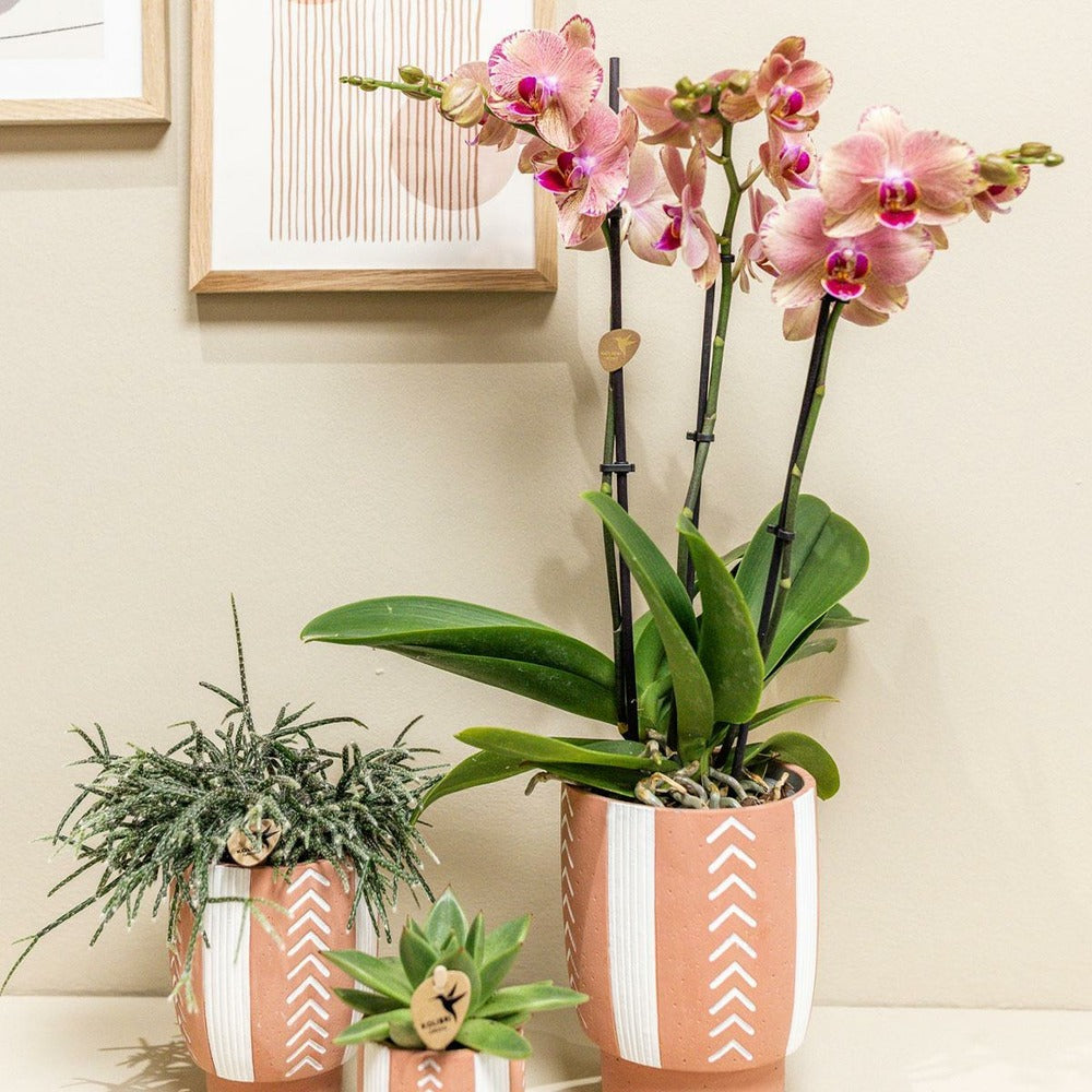  Orchidée Phalaenopsis Orange-rose Jewel Pirate Picotee 45cm - Plante D'intérieur