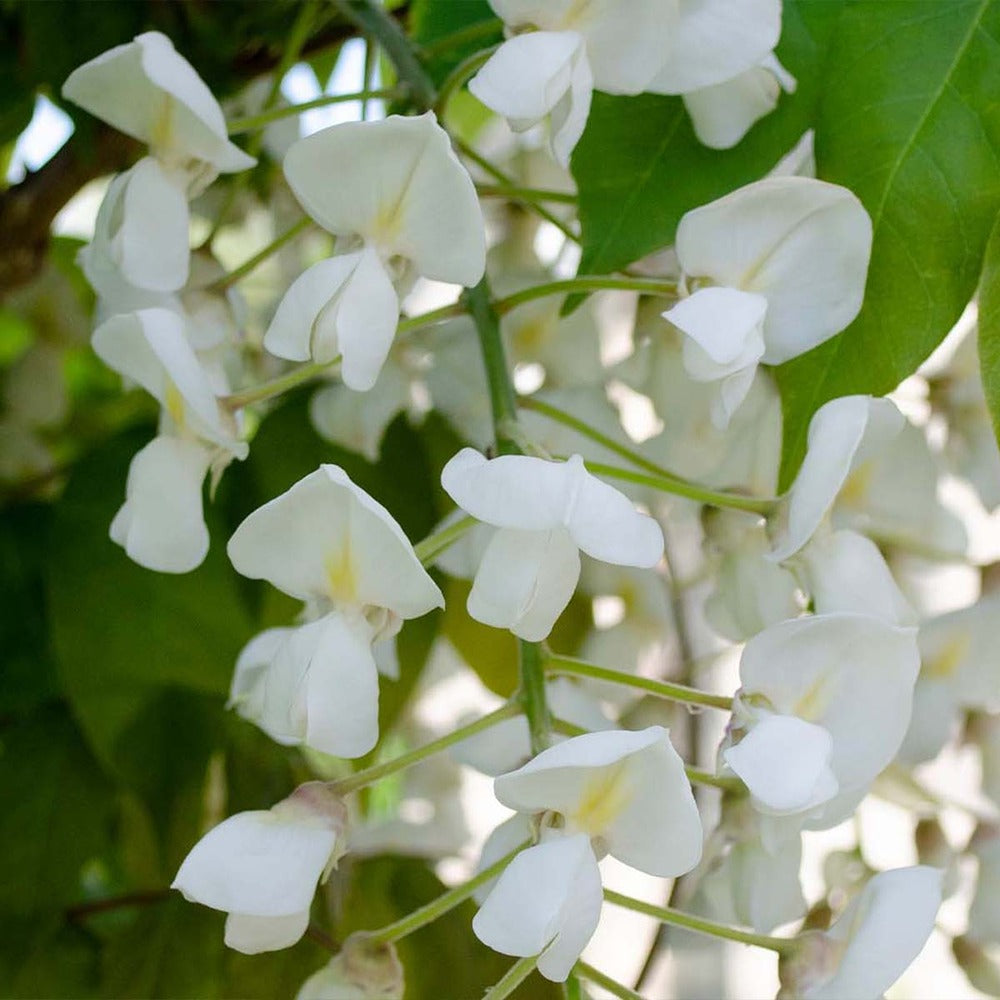  Lot De 2 - Wisteria Floribunda 'alba' - Glycine Blanche - 50-70 Cm De Haut - Pot 15 Cm