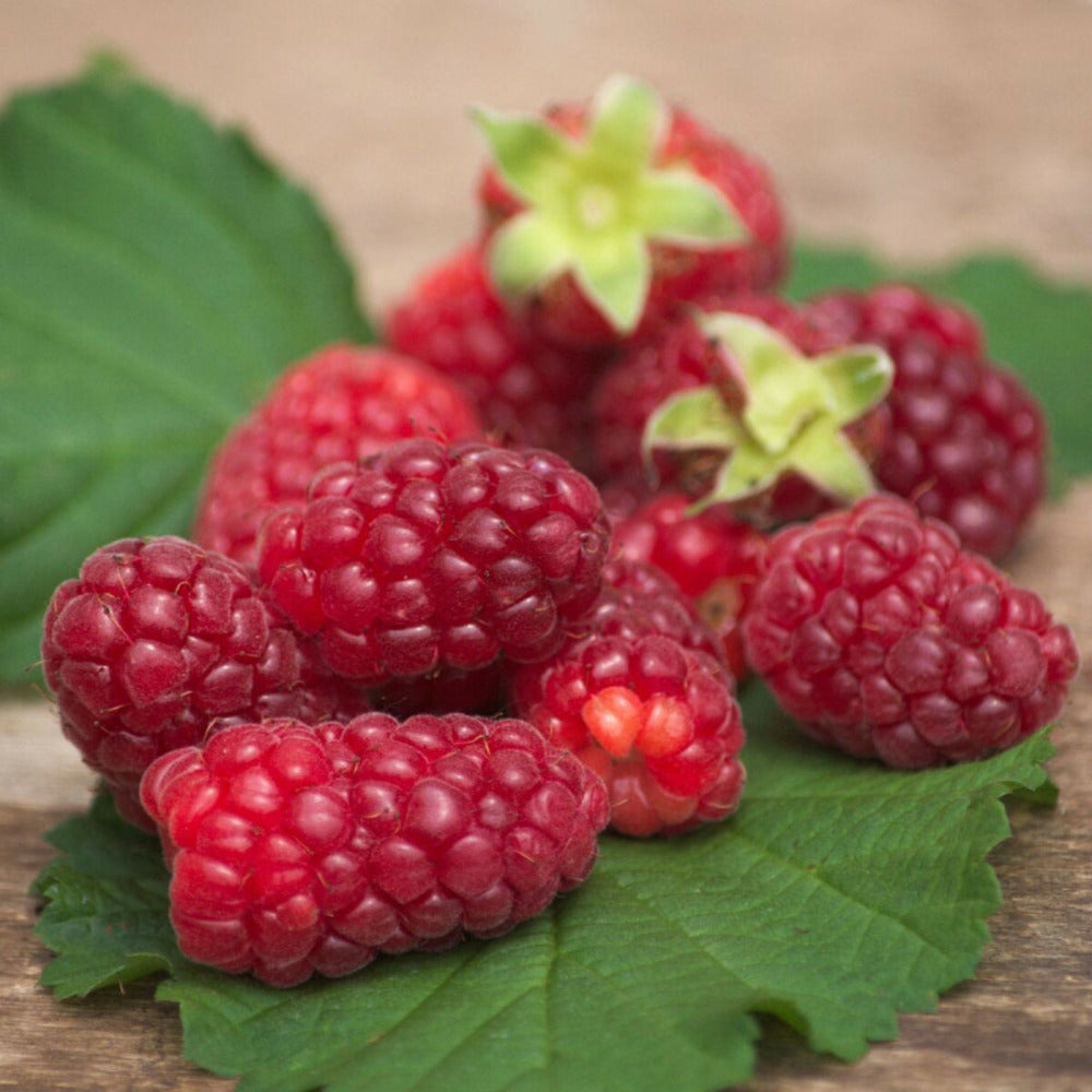  Mûre-framboise/[-]godet - 5/10 Cm