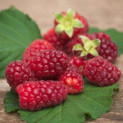  Mûre-framboise/[-]godet - 5/10 Cm