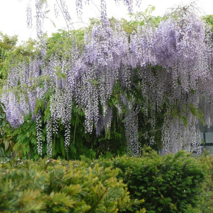 Glycine Du Japon Macrobotrys/[-]godet - 5/10 Cm