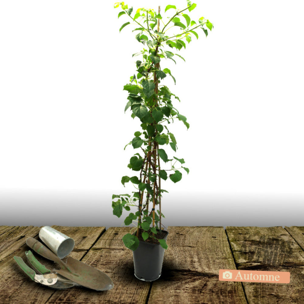  Hortensia Grimpant Rose Sensation® 'trarose'/[-]pot De 1,5l - Tuteur Bambou 30/60 Cm