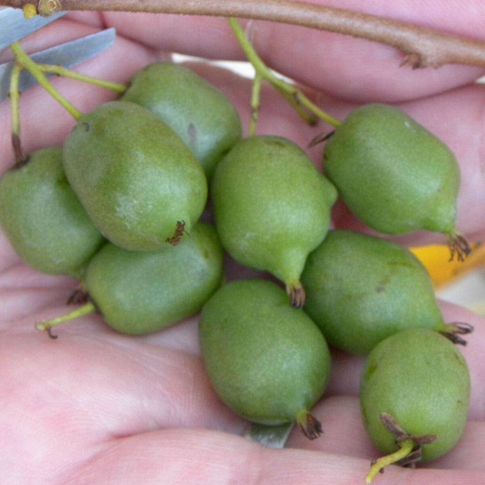  Kiwi De Sibérie Arguta Issaï (autofertile)/[-]pot De 3l - Echelle Bambou 60/120 Cm