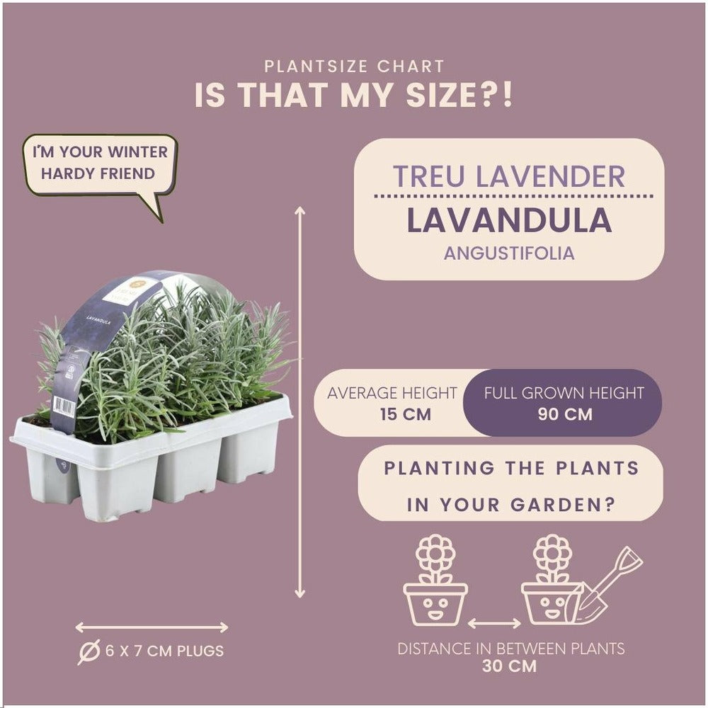  Petite Pervenche 'atropurpurea' X60 – Entre 3,75 Et 5m2