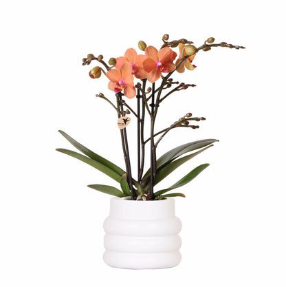  Orchidée Bolzano En Pot Bubble Blanc 35cm - Plante D'intérieur
