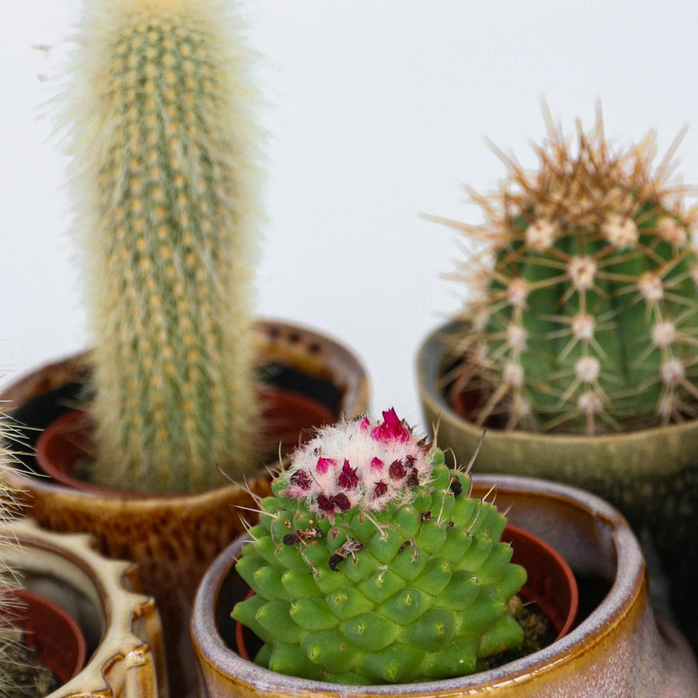  Mélange De Mini Cactus - Set De 12 - Cactus - Hauteur 5-10cm - ⌀5,5cm