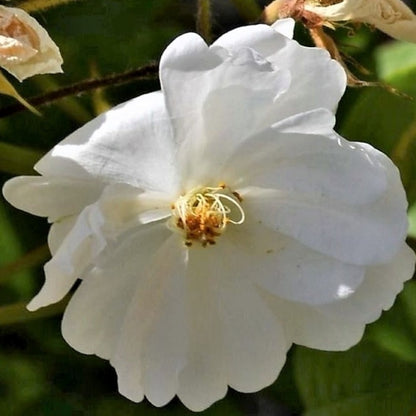  Rosier Grimpante - Rosa 'guirlande D'amour'
