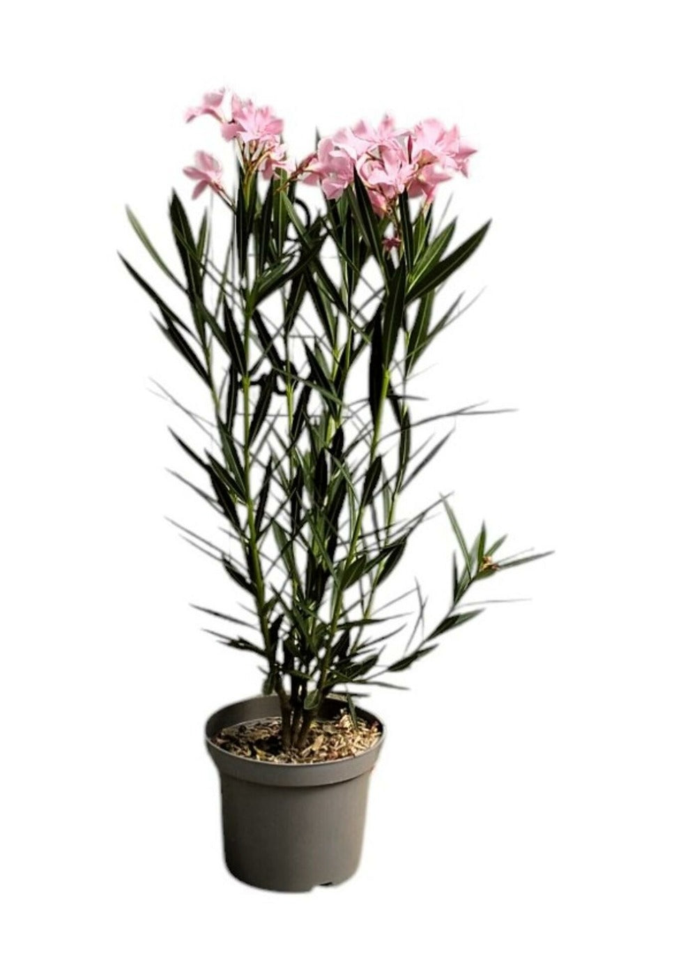  Laurier Rose 'emile Sahut' - Pot 3 L - H 80 Cm