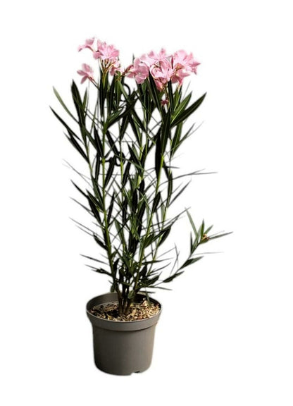  Laurier Rose 'emile Sahut' - Pot 3 L - H 80 Cm