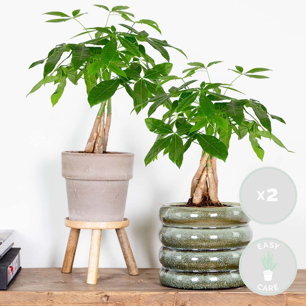  Lot De 2 - Pachira Aquatica - Arbre à Argent - Plante D’intérieur - 25-35 Cm De Haut - Pot 12 Cm