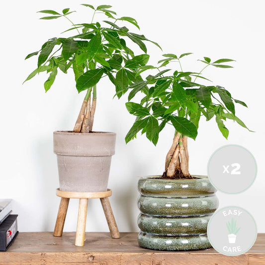 Lot De 2 - Pachira Aquatica - Arbre à Argent - Plante D’intérieur - 25-35 Cm De Haut - Pot 12 Cm