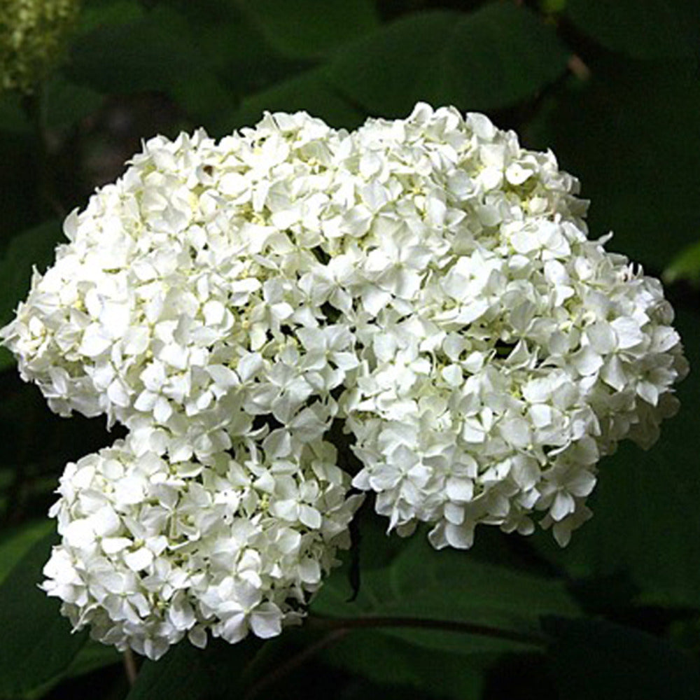  2 X Hortensia Paniculé 'praecox' - Hydrangea Paniculata 'praecox' - 40-50 Cm Pot