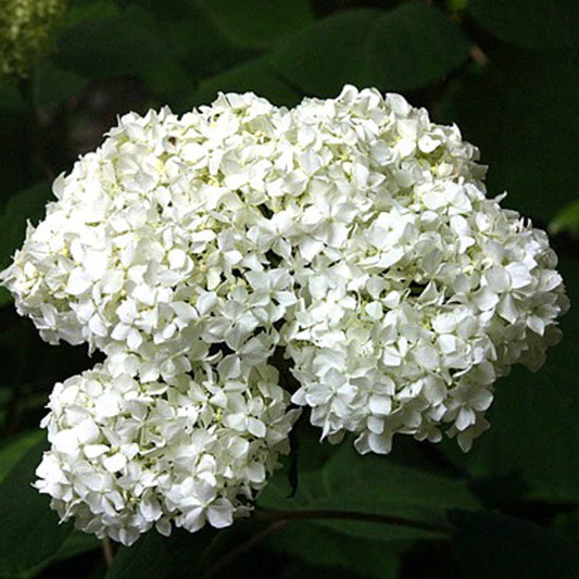  2 X Hortensia Paniculé 'praecox' - Hydrangea Paniculata 'praecox' - 40-50 Cm Pot
