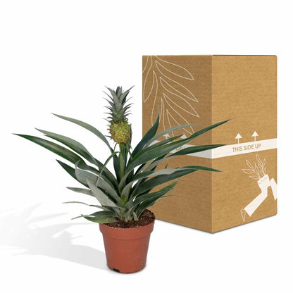  Bromelia Ananas 30cm - Plante D'intérieur
