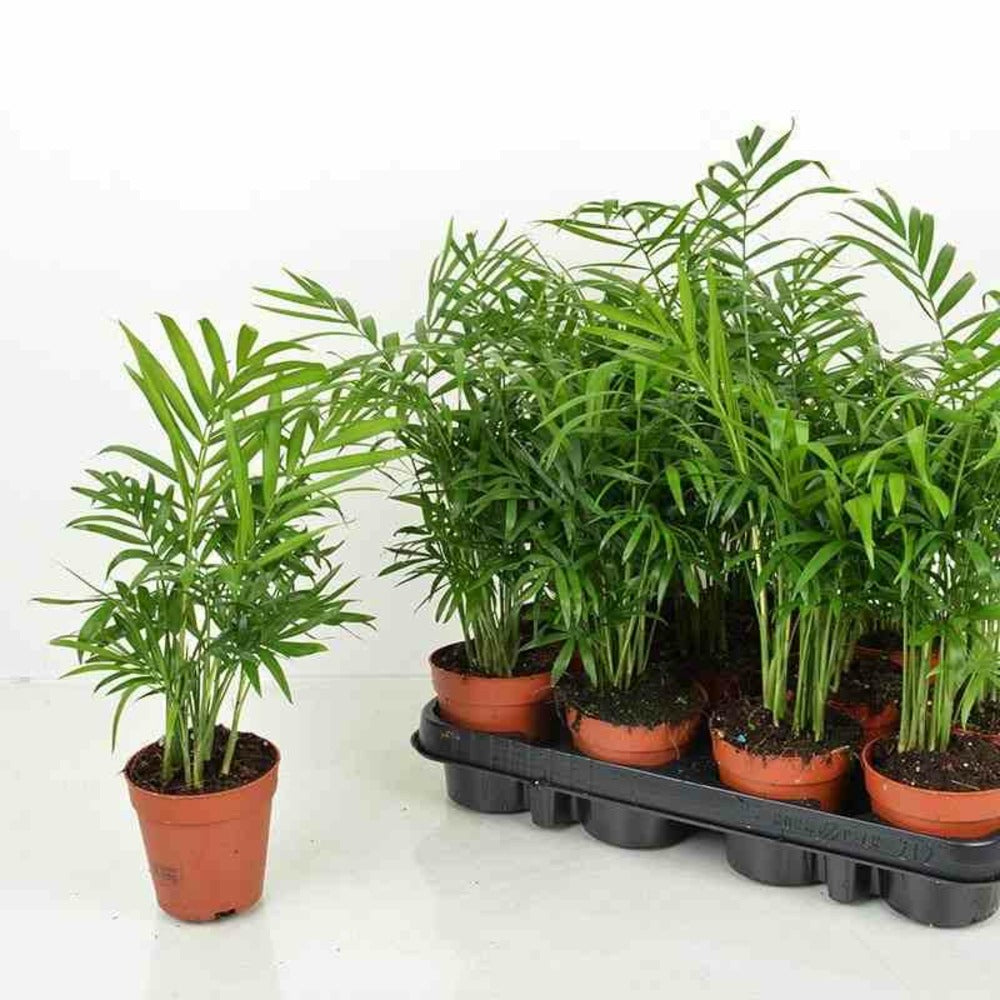  Chamaedorea Elegans (chamédorée - Palmier De Montagne) Pot De 0,5 Litre - 20/30 Cm