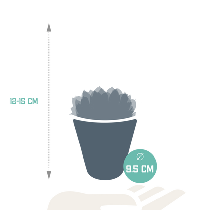  Trio D'echeveria Et Leurs Caches-pots Blancs H15cm