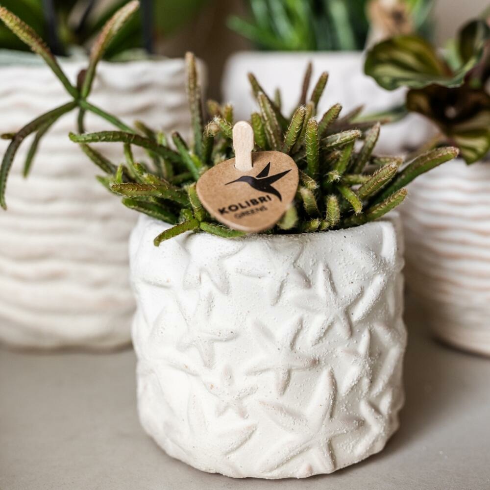  Kolibri Company Set Star Fish Small Phalaenopsis Blanc Orchidée Lausanne Et Succulente Y Compris Pots Décoratifs En Céramique