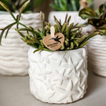  Kolibri Company Set Star Fish Small Phalaenopsis Blanc Orchidée Lausanne Et Succulente Y Compris Pots Décoratifs En Céramique