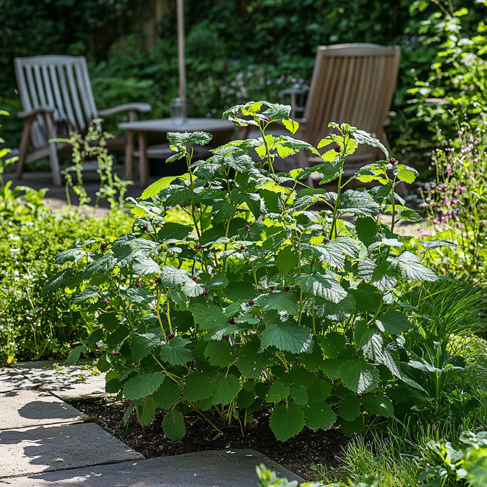  Mûrier - Set De 4 - Rubus Fruticosus 'thornfree' - Hauteur 50-60cm - ⌀15cm