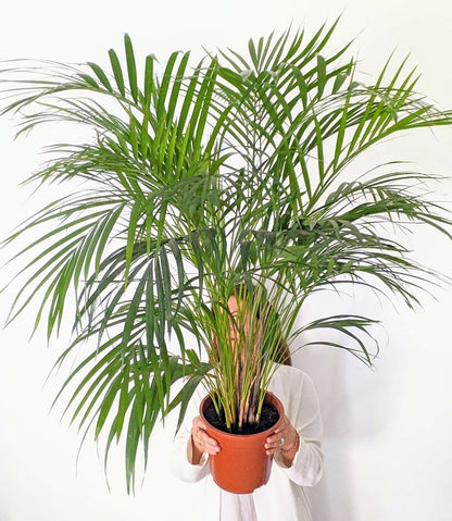  Pamier Areca Dypsis Lutescens D21 H120cm