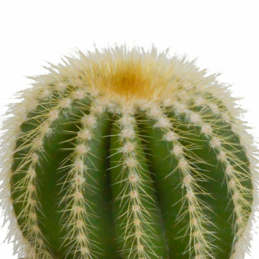  Coffret Cadeau Baby Cactus - Lot De 3 Plantes, H16cm