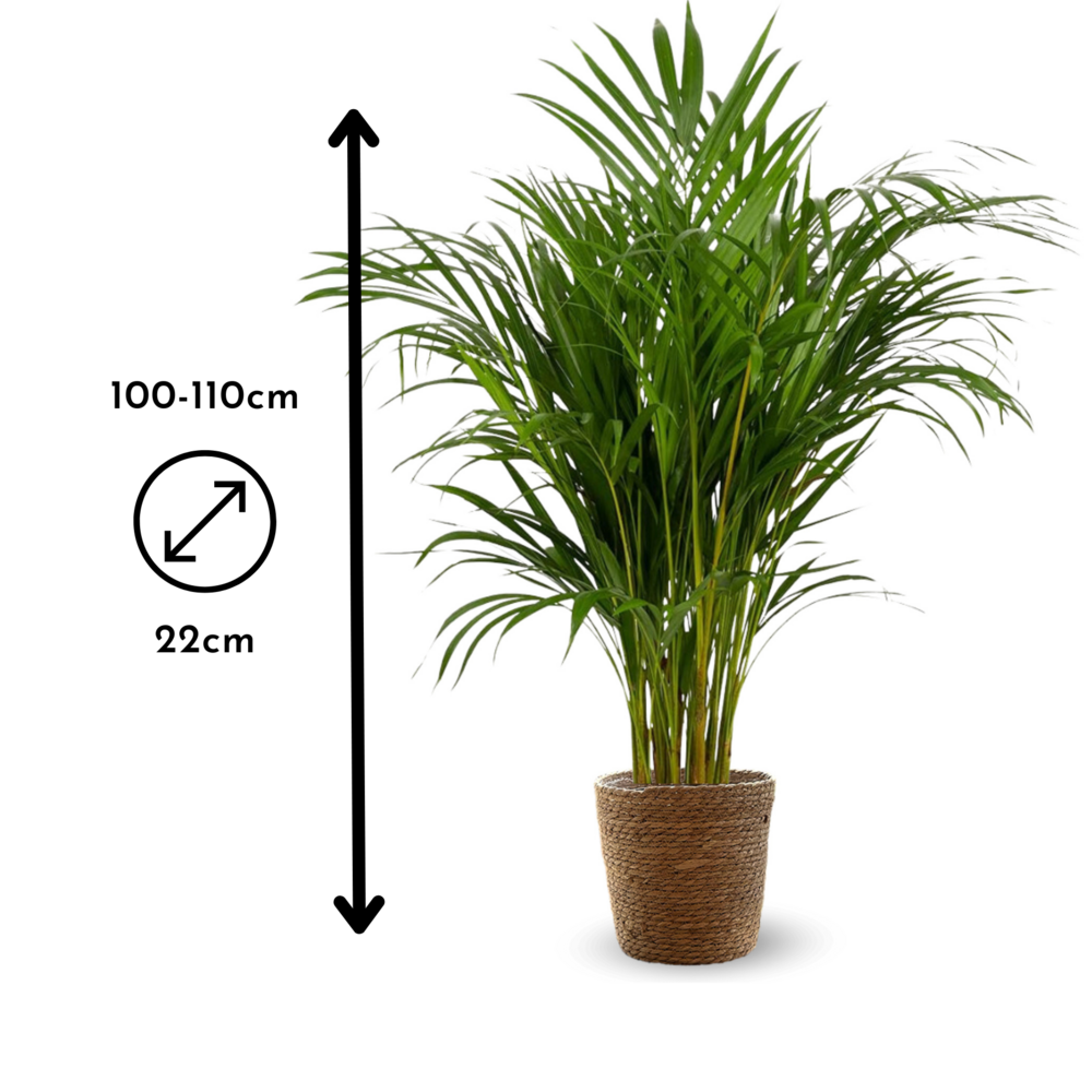 Areca Avec Panier En Jonc De Mer - Dypsis Lutescens - Palmier D'intérieur - ↕ 100-110 Cm - ⌀ 22 Cm - Purificateur D'air
