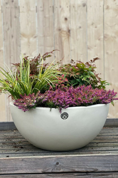  Bruyère D'hiver 'eva Gold' - En Pot De 1 Litre