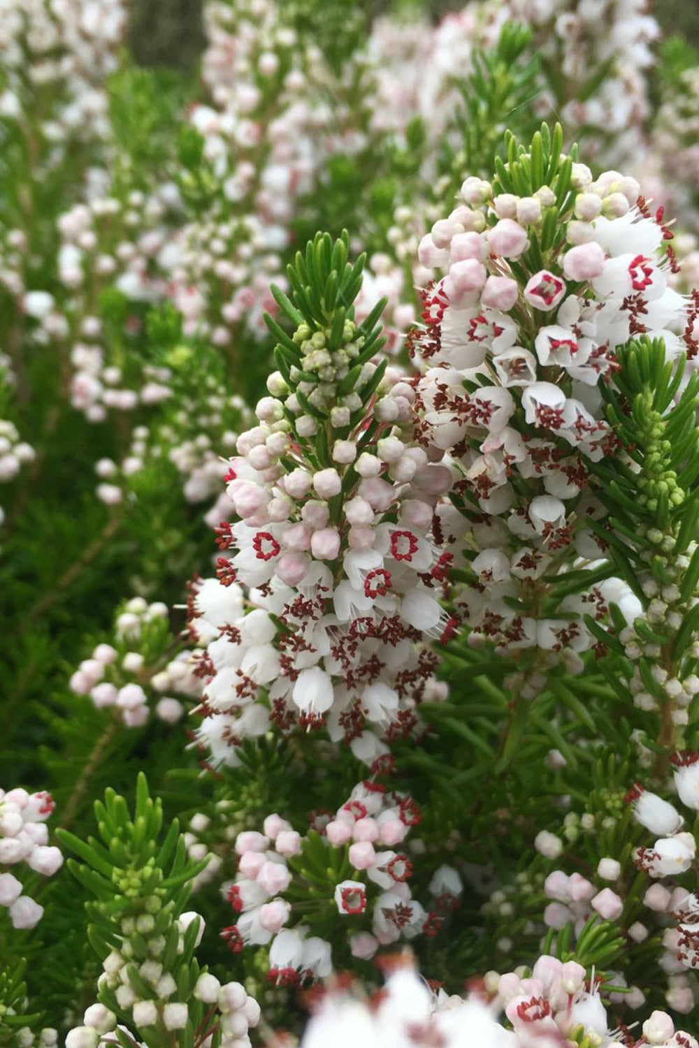  Bruyère Vagabonde 'alba' - En Pot De 3 Litres
