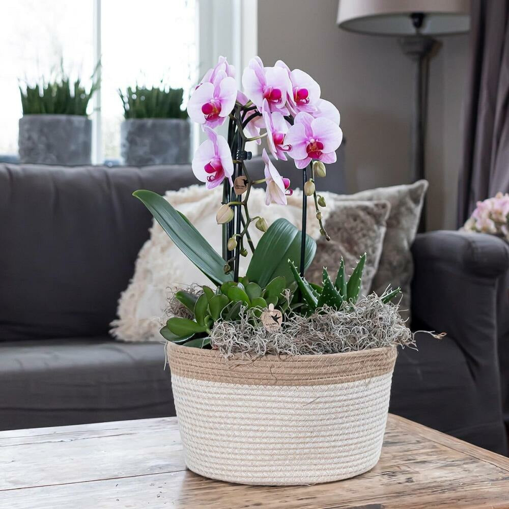  Orchidées Colibris - Orchidée Phalaenopsis Rose - Chute Du Niagara - Taille Du Pot 12cm