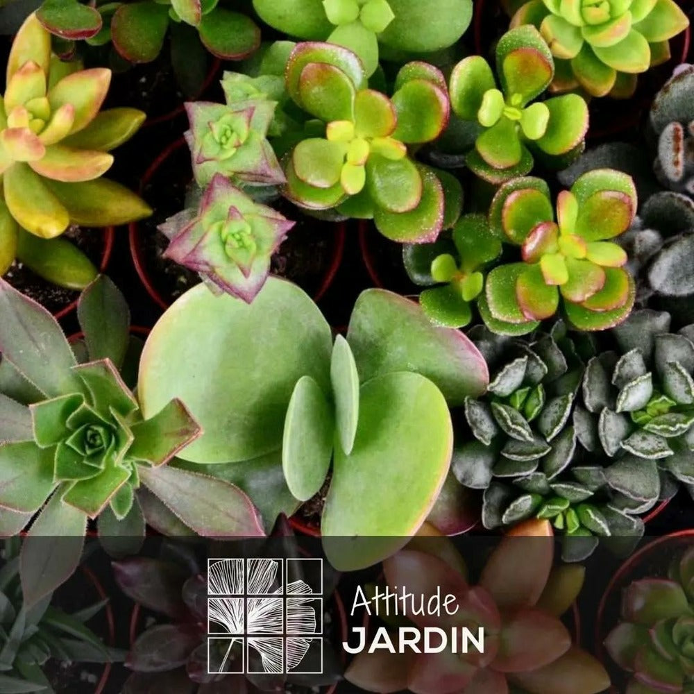  Mélange De Succulentes - Plante D'intérieur - ↕ 5-10 Cm - ⌀ 5,5 Cm - Lot De 20 Plantes