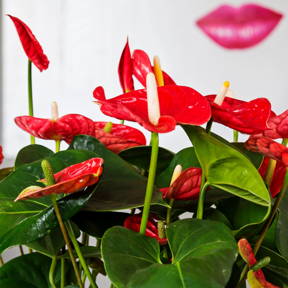  Langue De Feu - Anthurium 'madural Red' - Hauteur 40-45cm - ø14cm