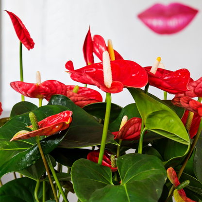  Langue De Feu - Anthurium 'madural Red' - Hauteur 40-45cm - ø14cm
