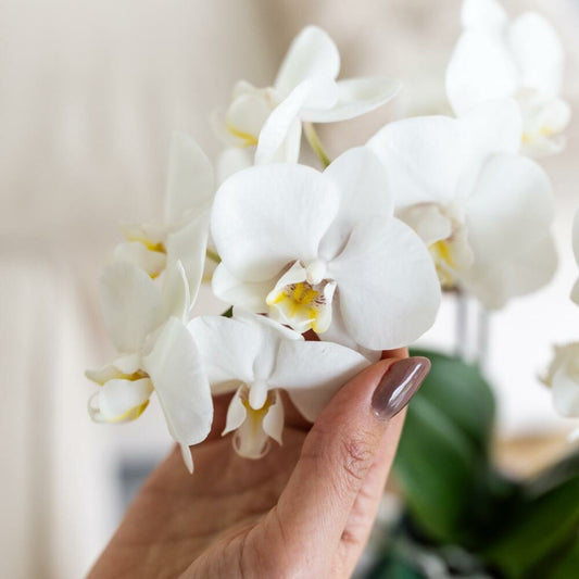 Kolibri Orchids Phalaenopsis Blanc Orchidée Amabilis + Pot Décoratif Malaga Vert - Taille Du Pot 9cm