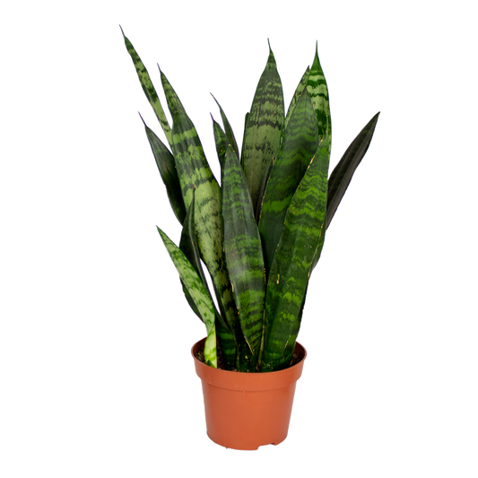  Sansevieria Black Coral - Langue De Belle-mère - Plantes D’intérieur - 20-30 Cm De Haut - Pot 12 Cm