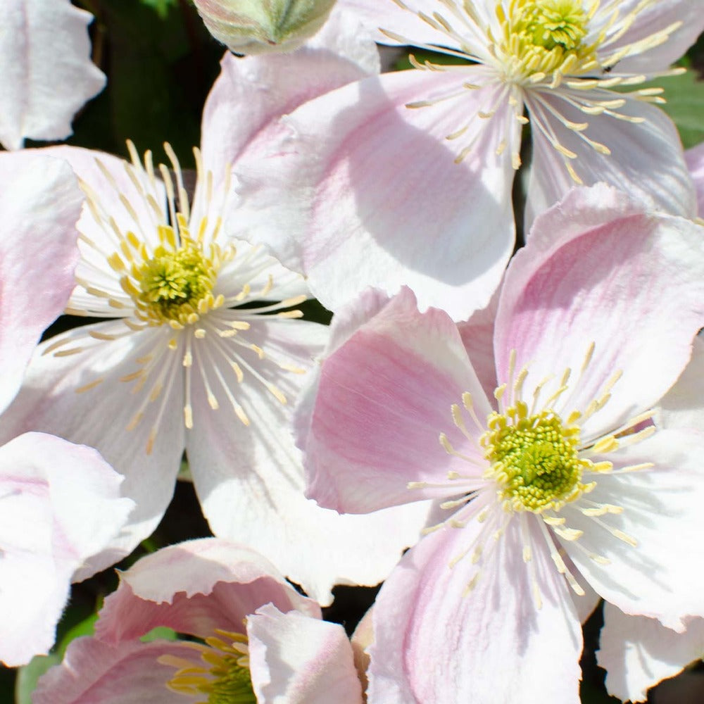  Clematis Montana 'tetrarose' - Clématite Rose - Plantes Grimpantes - 50-70 Cm De Haut - Pot 15 Cm