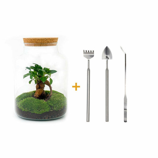  Kit Terrarium Diy - Mila Sans Led Ficus - Rateau + Pelle + Pince