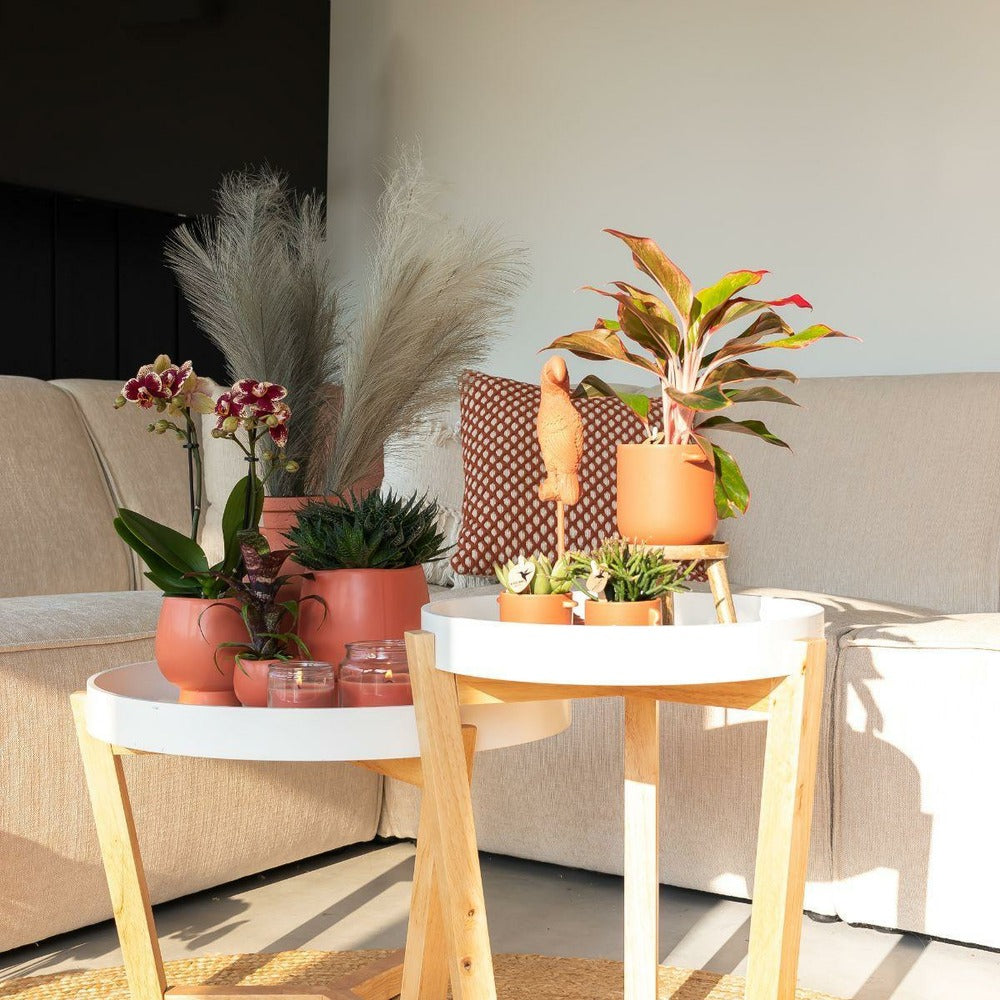  Orchidée Phalaenopsis Spain En Pot Terracotta Scandic 35cm - Plante D'intérieur