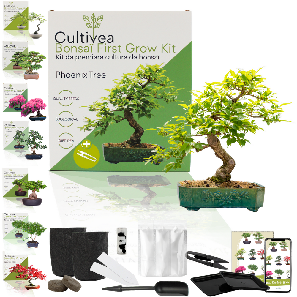  Cultivea- Kit First Bonsai Phoenix Tree Avec Accesoires