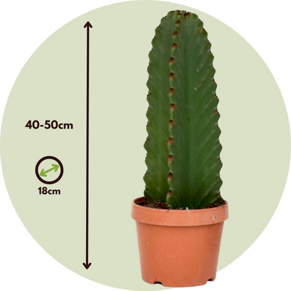  Euphorbe Ingens - Set De 2 - Euphorbia Ingens - Hauteur 40-50cm - ⌀18cm