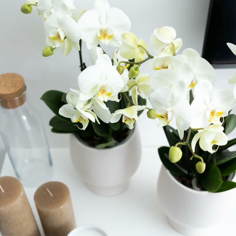 Orchidée Phalaenopsis Blanche - Jewel Ghent - Taille Du Pot 12cm - Frais Du Producteur