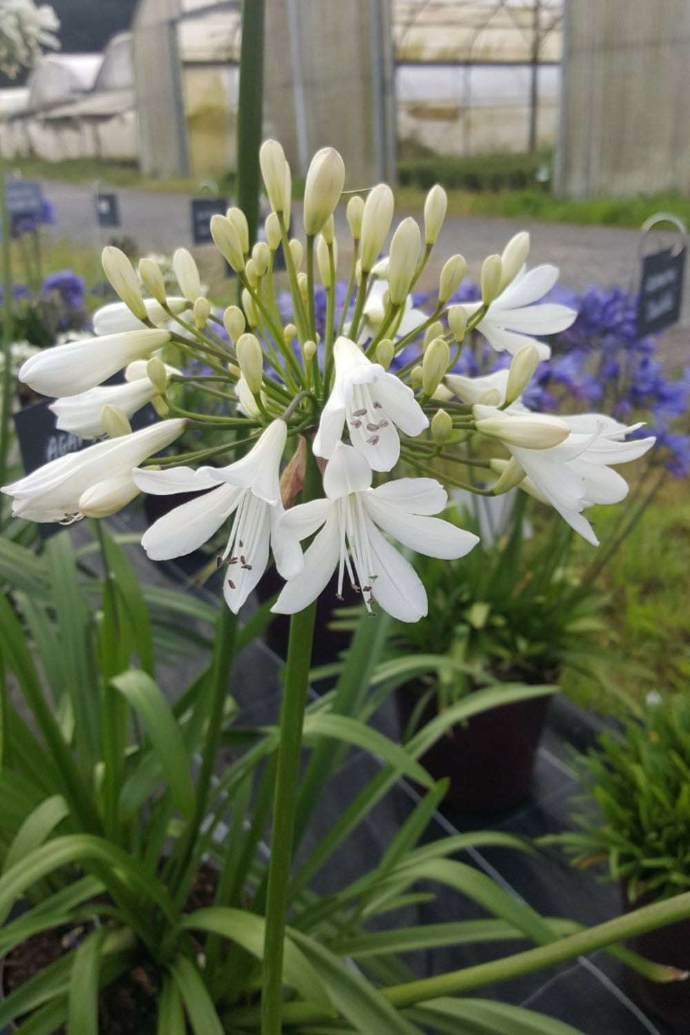 Agapanthe 'artic Star' - En Pot De 3 Litres