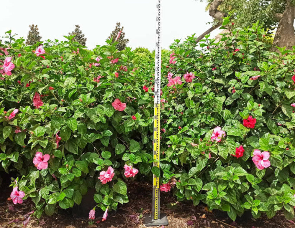  Hibiscus Rosa-sinensis (rose De Chine Ou Ketmie) Pot De 50l - 200/250cm - Par 14/15cm