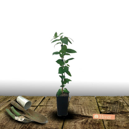 Chèvrefeuille Caprilia® Cream 'inov 71'/[-]pot De 1,5l - Tuteur Bambou 30/60 Cm