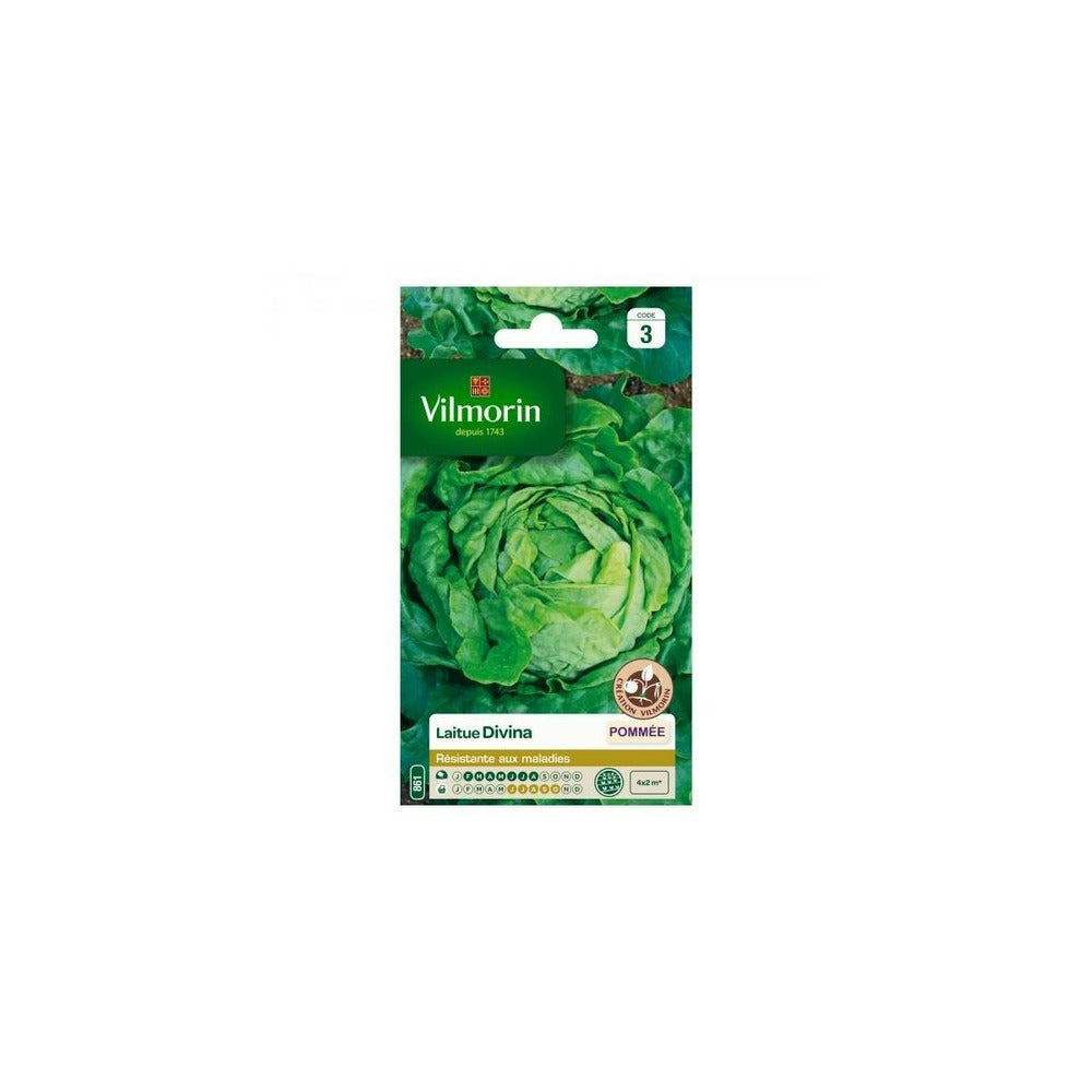  Sachet Graines Laitue Divina