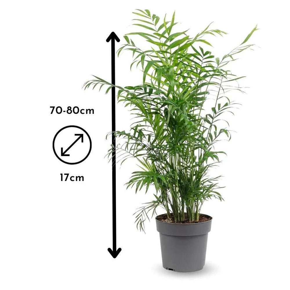 2x Mélange De Plantes D'intérieur - Chamaedorea - Spathiphyllum - Lot De 2 - ↕ 70-80 Cm - ⌀ 17 Cm - Purificateur D'air